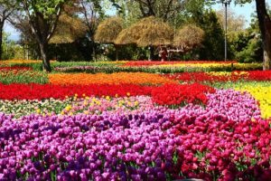 Tulpen in Holland GO Dutchtravel velden mix Tulpen in Holland GO Dutchtravel velden mix