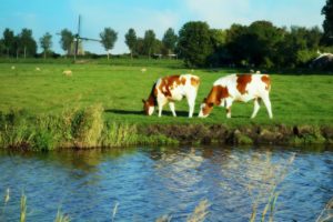 GO Dutch Travel Holland mills grass GO Dutch Travel Holland mills grass